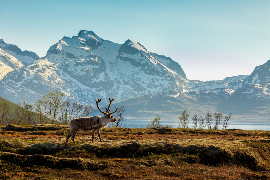 Reinsdyr med fjell i bakgrunn