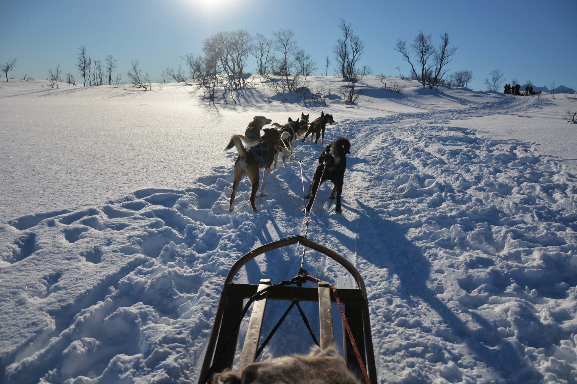 Hundesledekjøring i sola