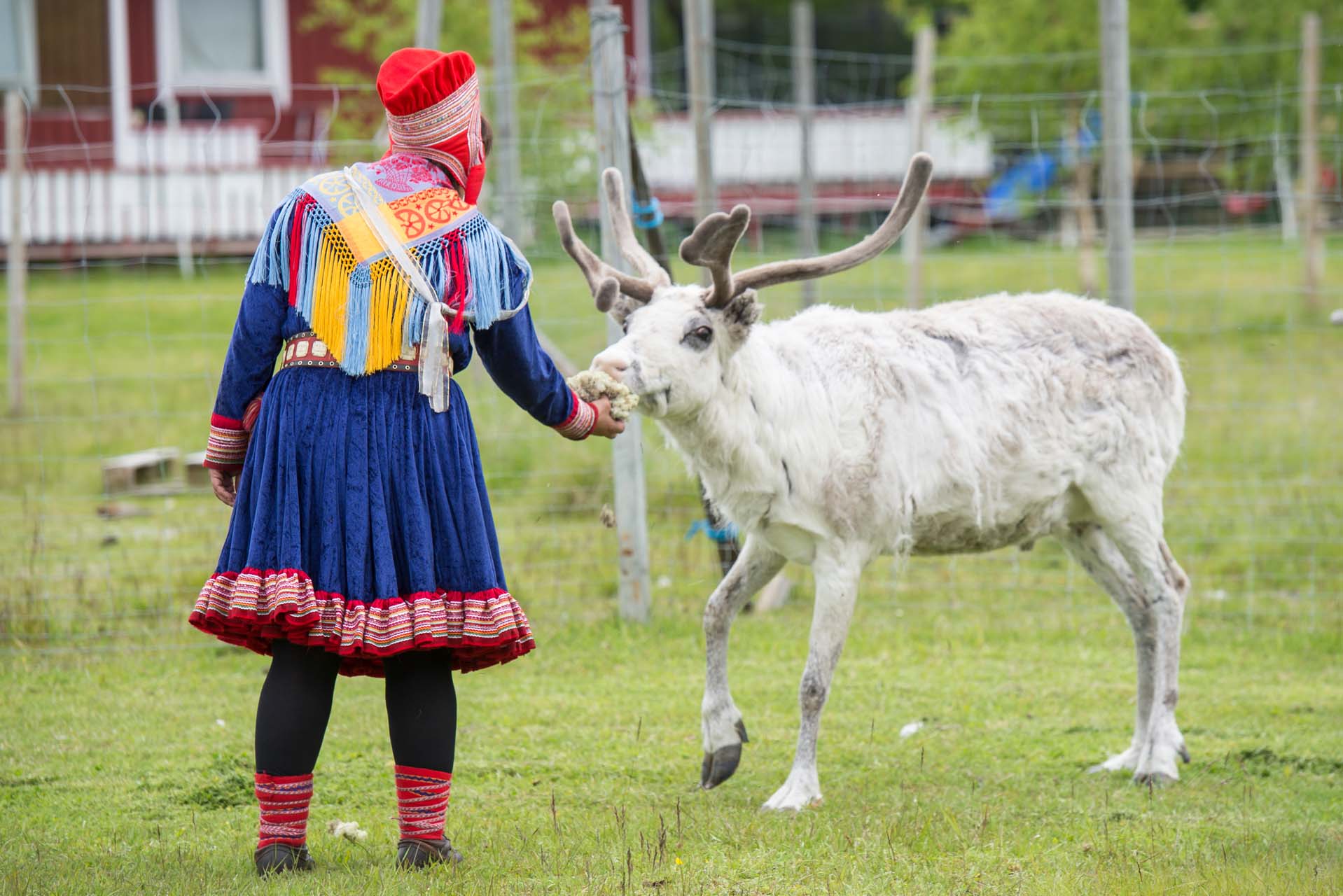 Samisk kvinne mater reinsdyr